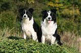 BORDER COLLIE 1334